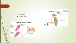  Reflex arc
 Stretch reflex
 