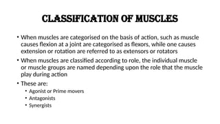 THE BIOMECHANICS OF CLASSIFICATION OF MUSCLES.pptx
