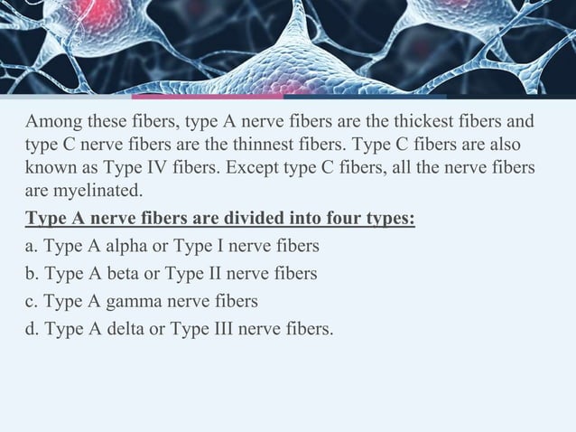 Classification of nerve fibres | PPTX | Brain and Nervous System ...