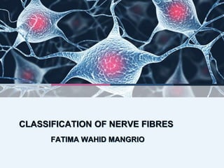 CLASSIFICATION OF NERVE FIBRES
FATIMA WAHID MANGRIO
 
