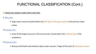 Classification of nervous system | PDF