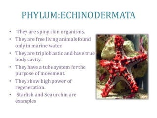 Are Strandi Classification of organisms | PPTX