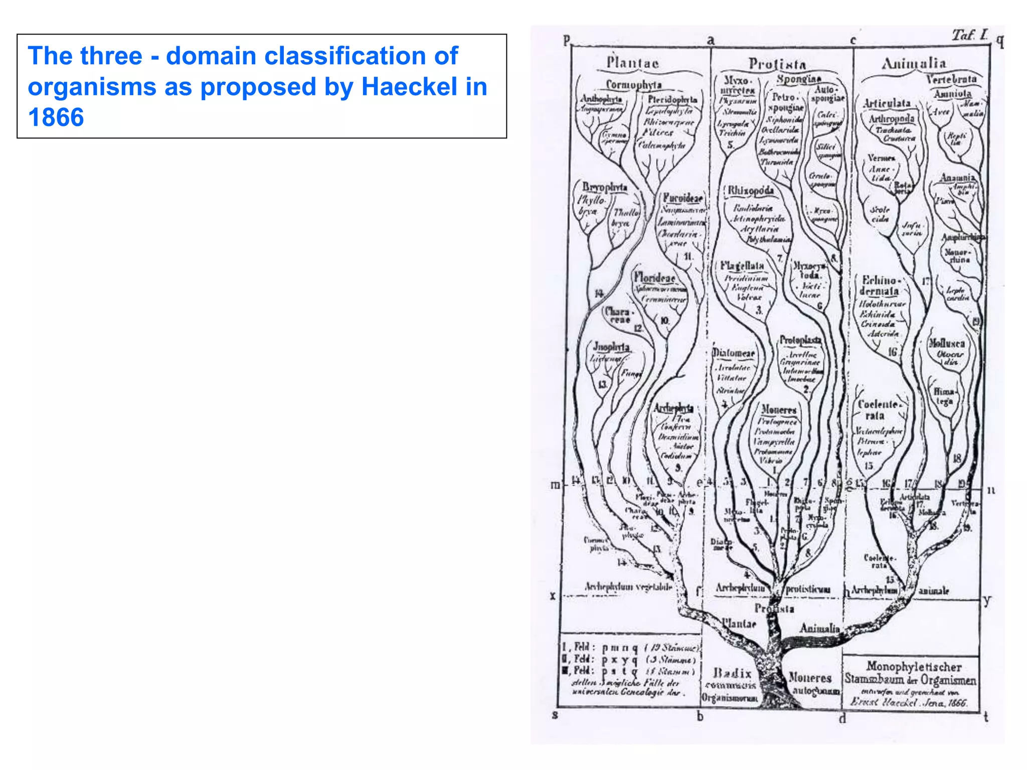The three - domain classification of
organisms as proposed by Haeckel in
1866
 