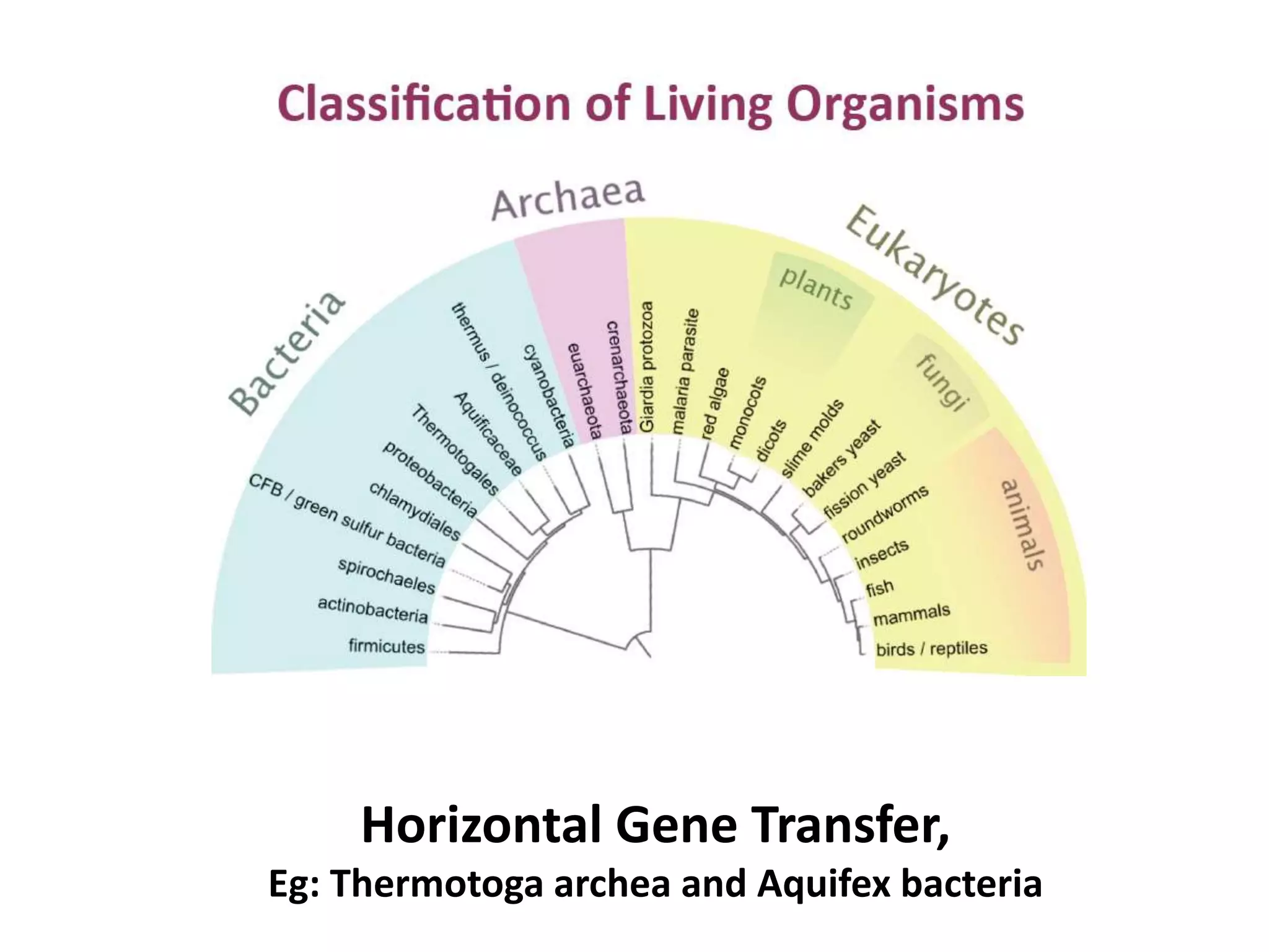 Horizontal Gene Transfer,
Eg: Thermotoga archea and Aquifex bacteria
 