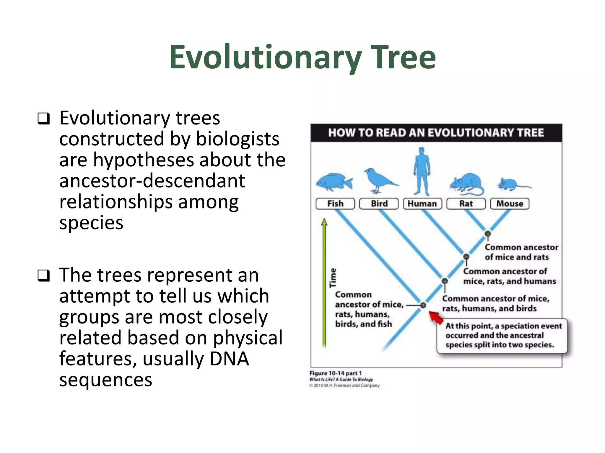 Evolutionary Tree
 Evolutionary trees
constructed by biologists
are hypotheses about the
ancestor-descendant
relationships among
species
 The trees represent an
attempt to tell us which
groups are most closely
related based on physical
features, usually DNA
sequences
 