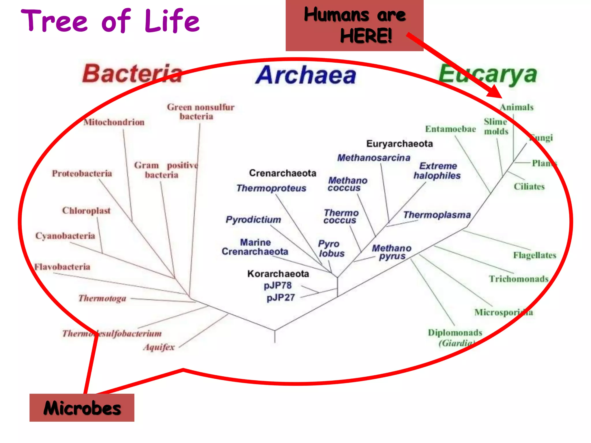Microbes
Humans are
HERE!
Tree of Life
 