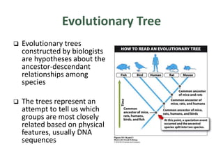 Evolutionary Tree
 Evolutionary trees
constructed by biologists
are hypotheses about the
ancestor-descendant
relationships among
species
 The trees represent an
attempt to tell us which
groups are most closely
related based on physical
features, usually DNA
sequences
 