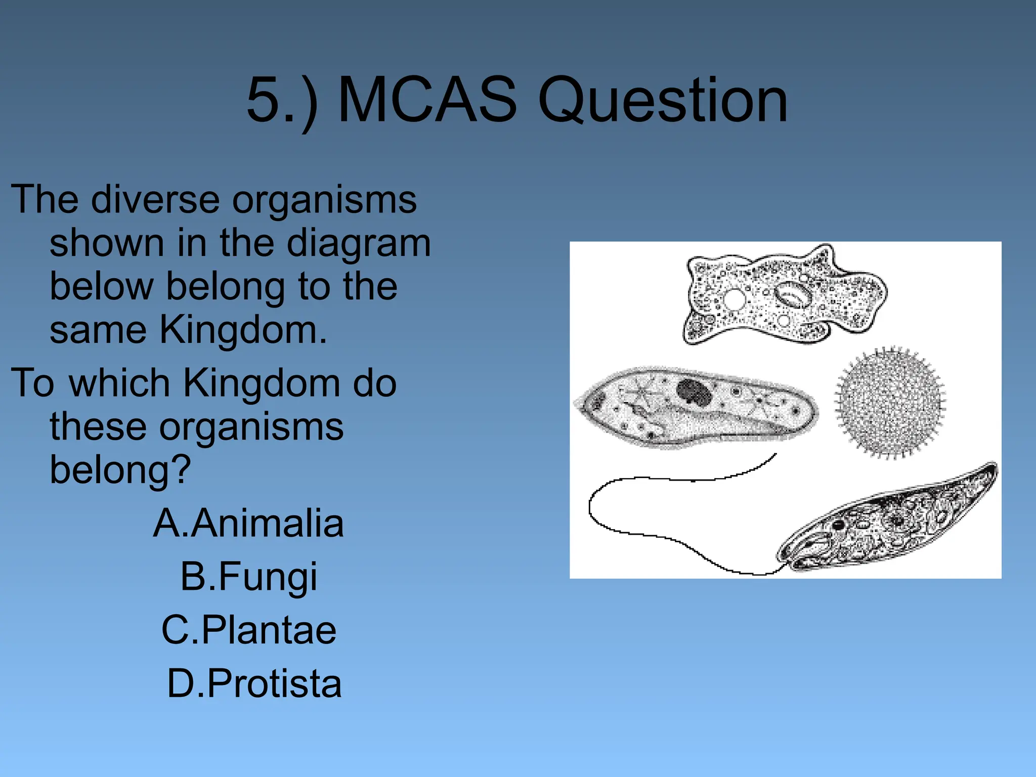 classification_of_organisms (Classificação dos organismos).ppt