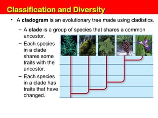 Unit 6: Classification and Diversity
• A cladogram is an evolutionary tree made using cladistics.
– A clade is a group of species that shares a common
ancestor.
– Each species
in a clade
shares some
traits with the
ancestor.
– Each species
in a clade has
traits that have
changed.
Classification and Diversity
Classification and Diversity
 