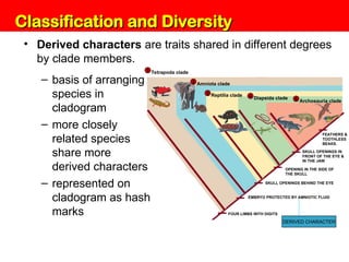 Unit 6: Classification and Diversity
• Derived characters are traits shared in different degrees
by clade members.
– basis of arranging
species in
cladogram
– more closely
related species
share more
derived characters
– represented on
cladogram as hash
marks FOUR LIMBS WITH DIGITS
Tetrapoda clade
1
Amniota clade
2
Reptilia clade
3
Diapsida clade
4
Archosauria clade
5
EMBRYO PROTECTED BY AMNIOTIC FLUID
OPENING IN THE SIDE OF
THE SKULL
SKULL OPENINGS IN
FRONT OF THE EYE &
IN THE JAW
FEATHERS &
TOOTHLESS
BEAKS.
SKULL OPENINGS BEHIND THE EYE
DERIVED CHARACTER
Classification and Diversity
Classification and Diversity
 
