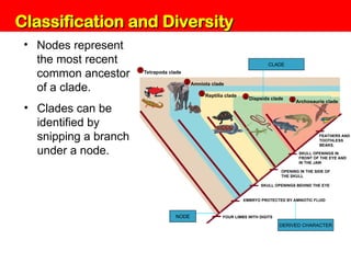 Unit 6: Classification and Diversity
FOUR LIMBS WITH DIGITS
• Nodes represent
the most recent
common ancestor
of a clade.
• Clades can be
identified by
snipping a branch
under a node.
Tetrapoda clade
1
Amniota clade
2
Reptilia clade
3
Diapsida clade
4
Archosauria clade
5
EMBRYO PROTECTED BY AMNIOTIC FLUID
OPENING IN THE SIDE OF
THE SKULL
SKULL OPENINGS IN
FRONT OF THE EYE AND
IN THE JAW
FEATHERS AND
TOOTHLESS
BEAKS.
SKULL OPENINGS BEHIND THE EYE
NODE
DERIVED CHARACTER
CLADE
Classification and Diversity
Classification and Diversity
 