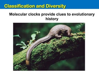 Unit 6: Classification and Diversity
Molecular clocks provide clues to evolutionary
history
Classification and Diversity
Classification and Diversity
 