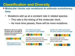 Unit 6: Classification and Diversity
Molecular clocks use mutations to estimate evolutionary
time.
• Mutations add up at a constant rate in related species.
– This rate is the ticking of the molecular clock.
– As more time passes, there will be more mutations.
DNA sequence from a
hypothetical ancestor
The DNA sequences from two
descendant species show mutations
that have accumulated (black).
The mutation rate of this
sequence equals one mutation
per ten million years.
Mutations add up at a fairly
constant rate in the DNA of
species that evolved from a
common ancestor.
Ten million years later—
one mutation in each lineage
Another ten million years later—
one more mutation in each lineage
Classification and Diversity
Classification and Diversity
 