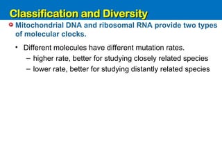 Unit 6: Classification and Diversity
• Different molecules have different mutation rates.
– higher rate, better for studying closely related species
– lower rate, better for studying distantly related species
Mitochondrial DNA and ribosomal RNA provide two types
of molecular clocks.
Classification and Diversity
Classification and Diversity
 