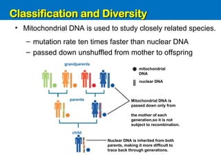 Unit 6: Classification and Diversity
• Mitochondrial DNA is used to study closely related species.
grandparents
parents
child
Nuclear DNA is inherited from both
parents, making it more difficult to
trace back through generations.
Mitochondrial DNA is
passed down only from
the mother of each
generation,so it is not
subject to recombination.
mitochondrial
DNA
nuclear DNA
– mutation rate ten times faster than nuclear DNA
– passed down unshuffled from mother to offspring
Classification and Diversity
Classification and Diversity
 