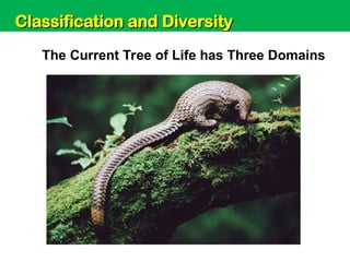Unit 6: Classification and Diversity
The Current Tree of Life has Three Domains
Classification and Diversity
Classification and Diversity
 