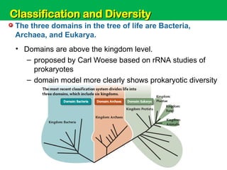 Unit 6: Classification and Diversity
The three domains in the tree of life are Bacteria,
Archaea, and Eukarya.
• Domains are above the kingdom level.
– proposed by Carl Woese based on rRNA studies of
prokaryotes
– domain model more clearly shows prokaryotic diversity
Classification and Diversity
Classification and Diversity
 