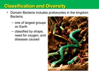 Unit 6: Classification and Diversity
• Domain Bacteria includes prokaryotes in the kingdom
Bacteria.
– one of largest groups
on Earth
– classified by shape,
need for oxygen, and
diseases caused
Classification and Diversity
Classification and Diversity
 