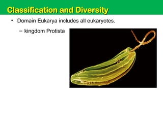 Unit 6: Classification and Diversity
• Domain Eukarya includes all eukaryotes.
– kingdom Protista
Classification and Diversity
Classification and Diversity
 