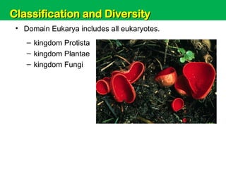 Unit 6: Classification and Diversity
• Domain Eukarya includes all eukaryotes.
– kingdom Protista
– kingdom Plantae
– kingdom Fungi
Classification and Diversity
Classification and Diversity
 