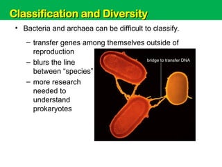 Unit 6: Classification and Diversity
• Bacteria and archaea can be difficult to classify.
– transfer genes among themselves outside of
reproduction
– blurs the line
between “species”
– more research
needed to
understand
prokaryotes
bridge to transfer DNA
Classification and Diversity
Classification and Diversity
 
