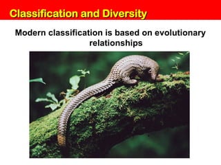 Unit 6: Classification and Diversity
Modern classification is based on evolutionary
relationships
Classification and Diversity
Classification and Diversity
 