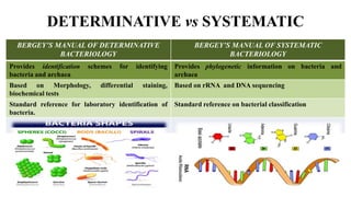 Classification of Phytopathogenic Bacteria.pdf