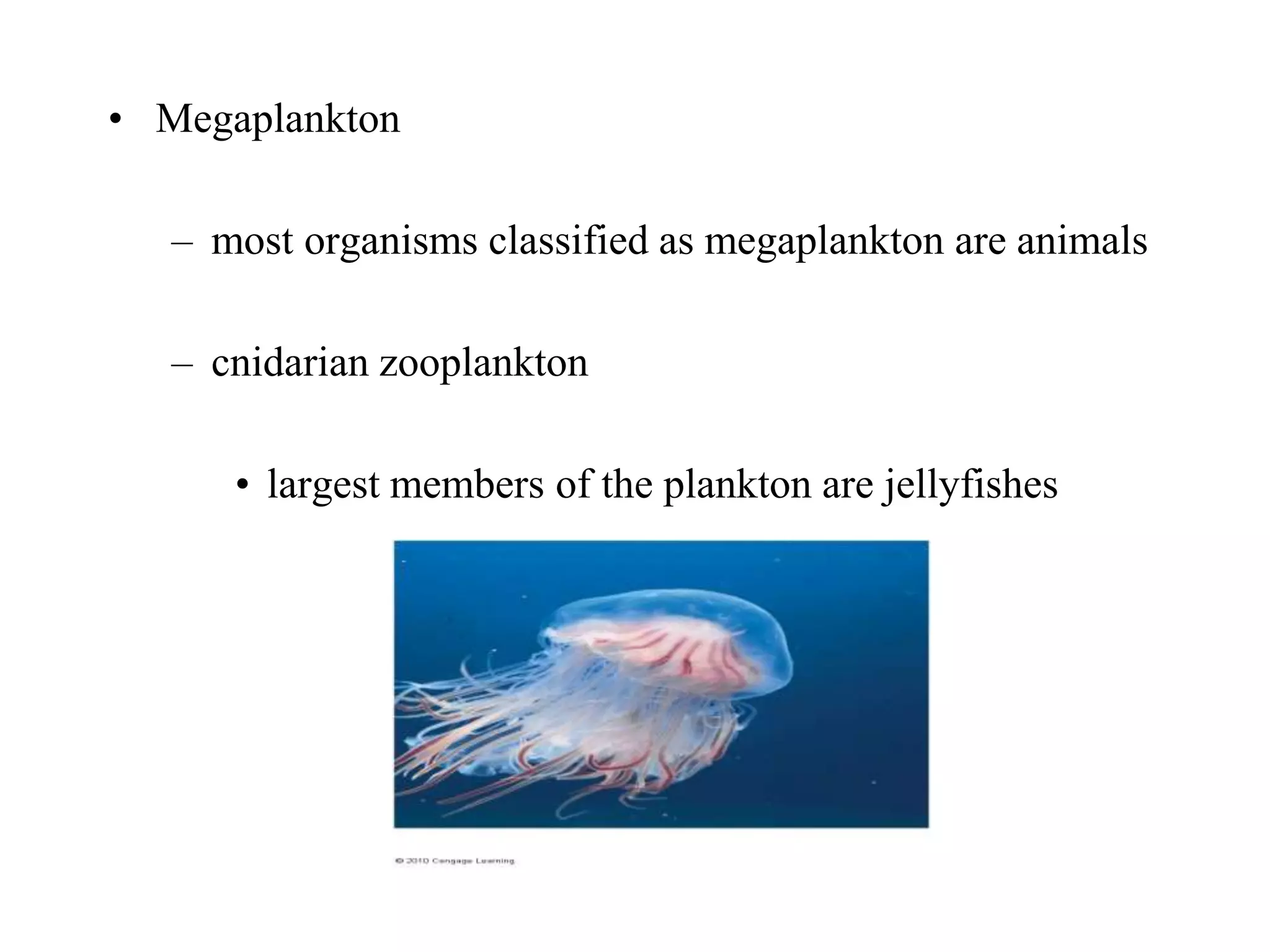 • Megaplankton
– most organisms classified as megaplankton are animals
– cnidarian zooplankton
• largest members of the plankton are jellyfishes
 