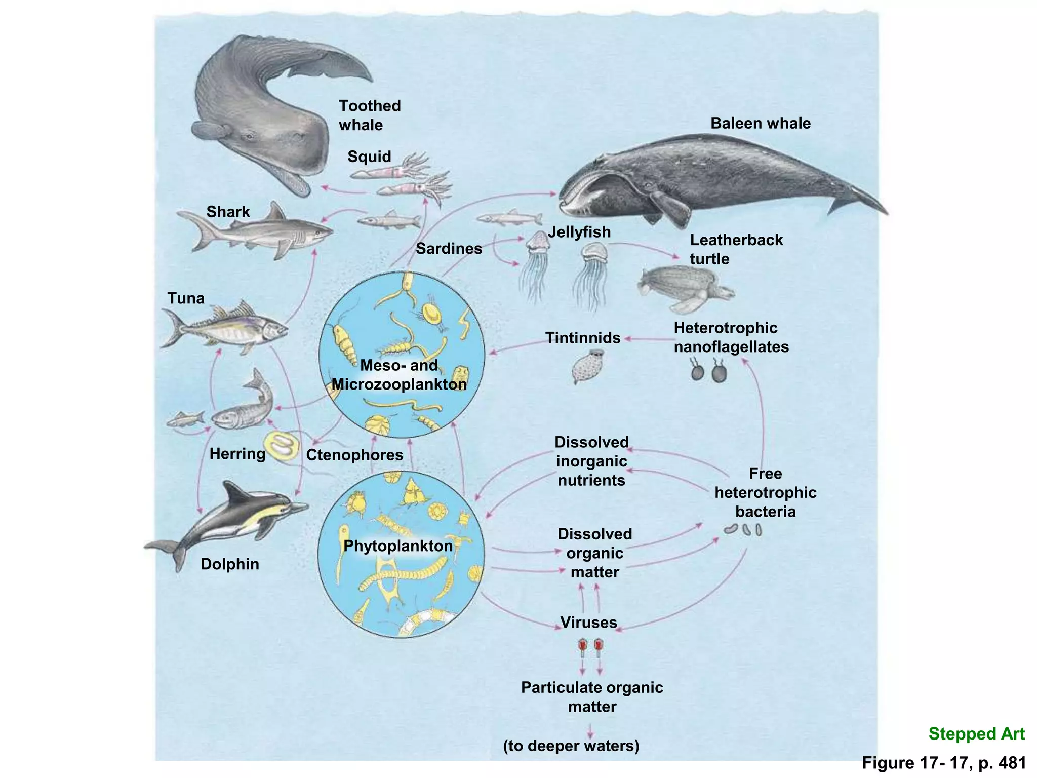 Dissolved
inorganic
nutrients
Shark
Squid
Tuna
Herring Ctenophores
Dolphin
Toothed
whale
Leatherback
turtle
Baleen whale
Jellyfish
Sardines
Tintinnids
Heterotrophic
nanoflagellates
Particulate organic
matter
Viruses
Dissolved
organic
matter
Free
heterotrophic
bacteria
(to deeper waters)
Meso- and
Microzooplankton
Phytoplankton
Stepped Art
Figure 17- 17, p. 481
 
