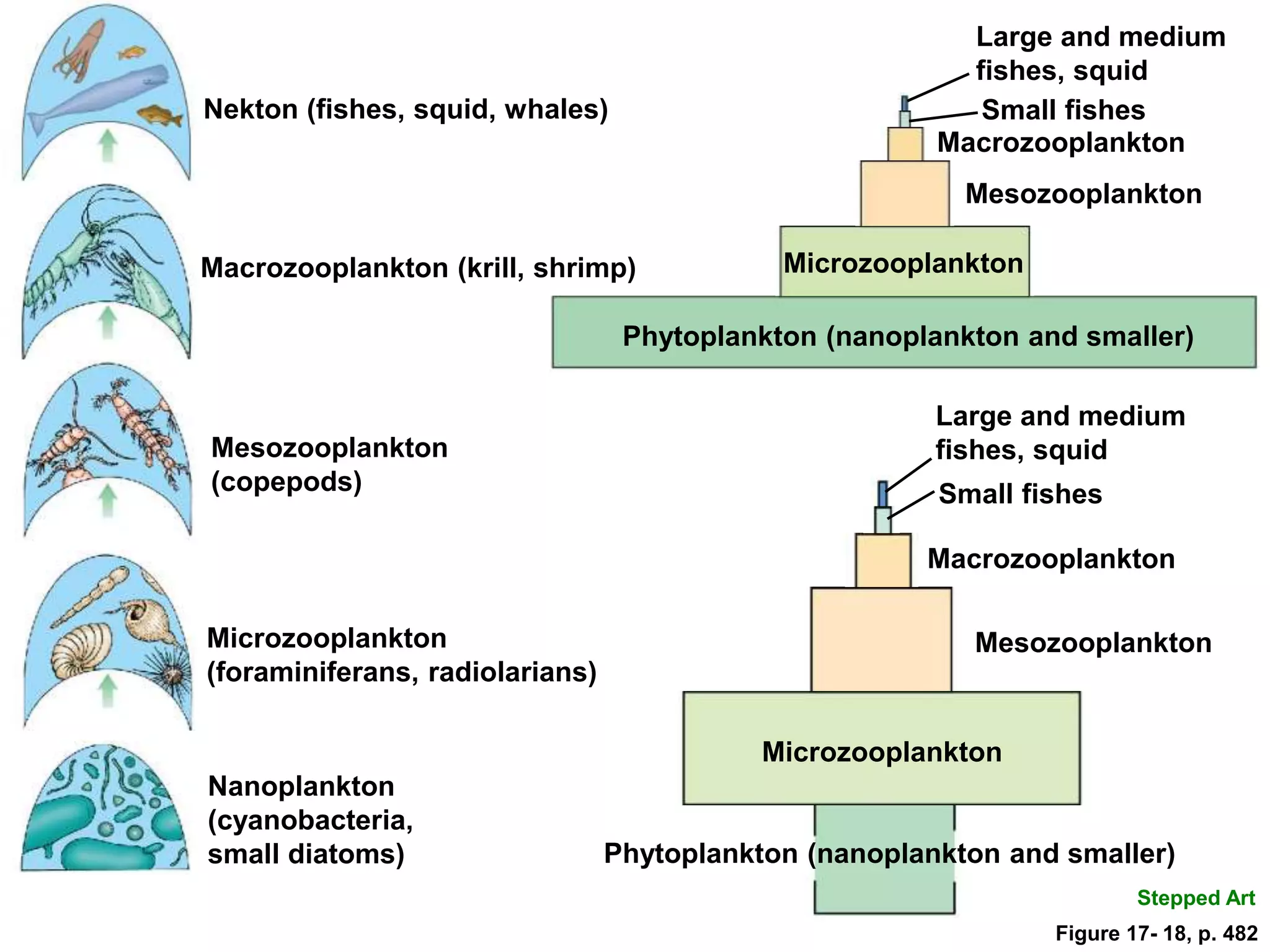 Macrozooplankton (krill, shrimp)
Nanoplankton
(cyanobacteria,
small diatoms)
Microzooplankton
(foraminiferans, radiolarians)
Mesozooplankton
(copepods)
Nekton (fishes, squid, whales)
Phytoplankton (nanoplankton and smaller)
Mesozooplankton
Macrozooplankton
Large and medium
fishes, squid
Small fishes
Phytoplankton (nanoplankton and smaller)
Large and medium
fishes, squid
Microzooplankton
Mesozooplankton
Macrozooplankton
Small fishes
Microzooplankton
Stepped Art
Figure 17- 18, p. 482
 