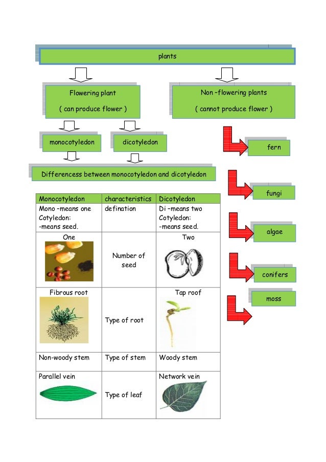 Classification Of Plant1 Repaired 3
