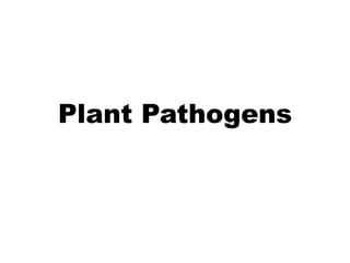 Plant Pathogens
 