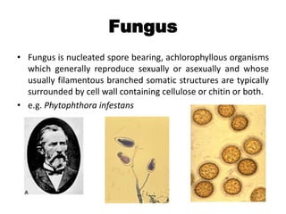 Fungus
• Fungus is nucleated spore bearing, achlorophyllous organisms
which generally reproduce sexually or asexually and whose
usually filamentous branched somatic structures are typically
surrounded by cell wall containing cellulose or chitin or both.
• e.g. Phytophthora infestans
 