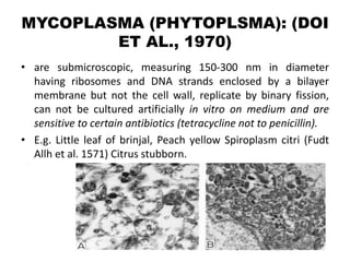 MYCOPLASMA (PHYTOPLSMA): (DOI
ET AL., 1970)
• are submicroscopic, measuring 150-300 nm in diameter
having ribosomes and DNA strands enclosed by a bilayer
membrane but not the cell wall, replicate by binary fission,
can not be cultured artificially in vitro on medium and are
sensitive to certain antibiotics (tetracycline not to penicillin).
• E.g. Little leaf of brinjal, Peach yellow Spiroplasm citri (Fudt
Allh et al. 1571) Citrus stubborn.
 
