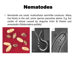 Nematodes
• Nematode are small, multicellular wormlike creatures. Many
live freely in the soil, some species parasitize plants. E.g. Ear
cockle of wheat caused by Anguina tritici & Potato cyst
nematodes (Globerodera pallida)
 