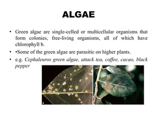 ALGAE
• Green algae are single-celled or multicellular organisms that
form colonies, free-living organisms, all of which have
chlorophyll b.
• •Some of the green algae are parasitic on higher plants.
• e.g. Cephaleuros green algae, attack tea, coffee, cacao, black
pepper
 