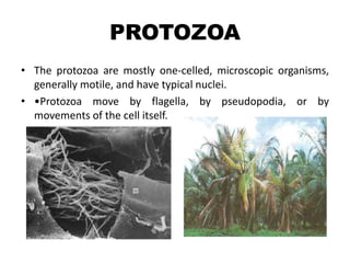 PROTOZOA
• The protozoa are mostly one-celled, microscopic organisms,
generally motile, and have typical nuclei.
• •Protozoa move by flagella, by pseudopodia, or by
movements of the cell itself.
 