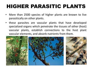 HIGHER PARASITIC PLANTS
• More than 2500 species of higher plants are known to live
parasitically on other plants.
• these parasites are vascular plants that have developed
specialized organs which penetrate the tissues of other (host)
vascular plants, establish connections to the host plant
vascular elements, and absorb nutrients from them.
 