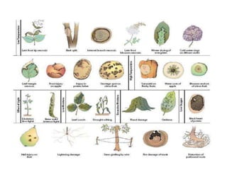 classificationofplantdisease-200509093109.pdf