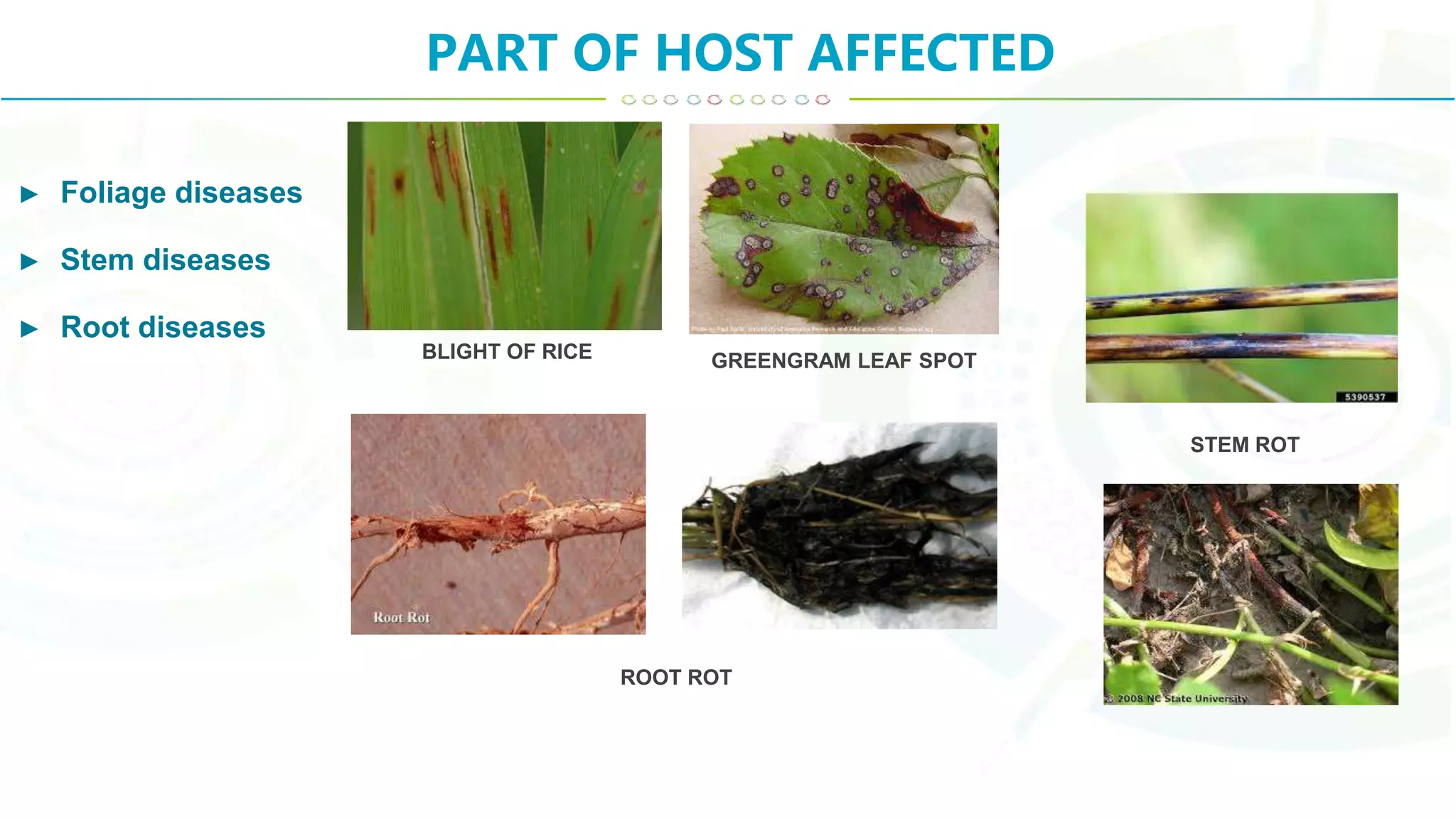 Classification of plant diseases | PPTX
