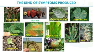 Classification of plant diseases | PPTX