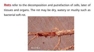 Comprehensive Classification and Symptoms of Plant Diseases | PPTX