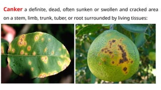 Comprehensive Classification and Symptoms of Plant Diseases | PPTX