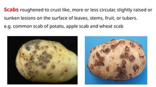 Comprehensive Classification and Symptoms of Plant Diseases | PPTX