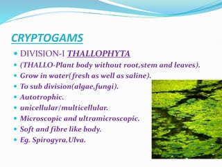 CLASSIFICATION OF PLANT KINGDOM1.pptx By Prof. IP Sahu | PPT