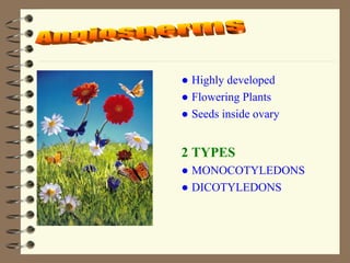Angiosperms ●  Highly developed ●  Flowering Plants ●  Seeds inside ovary 2 TYPES ●  MONOCOTYLEDONS ●  DICOTYLEDONS 