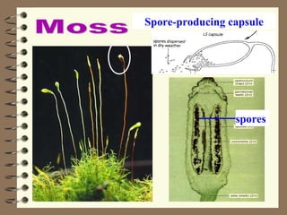 Moss spores Spore-producing capsule 