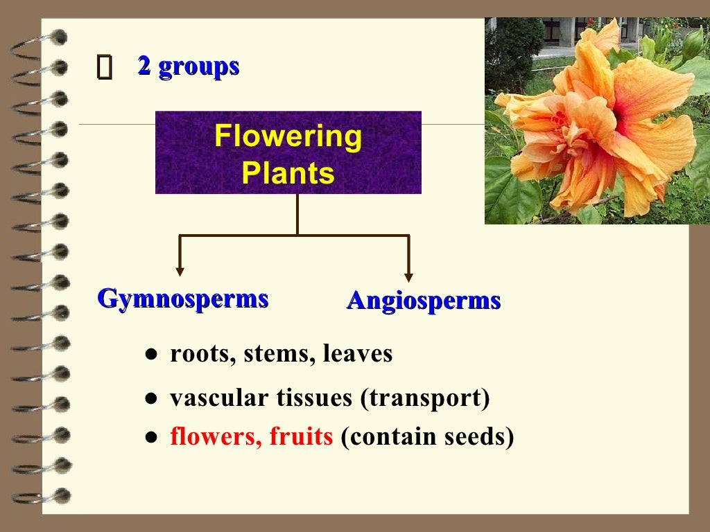 Classification of plants
