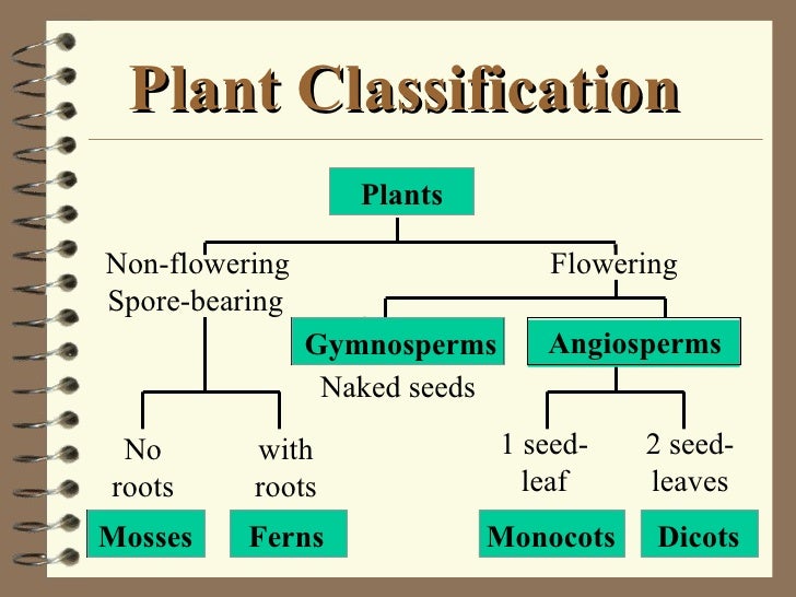 Plant Classification Chart
