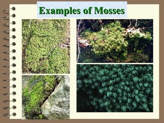 Mose Classification Classification of plants | PPT